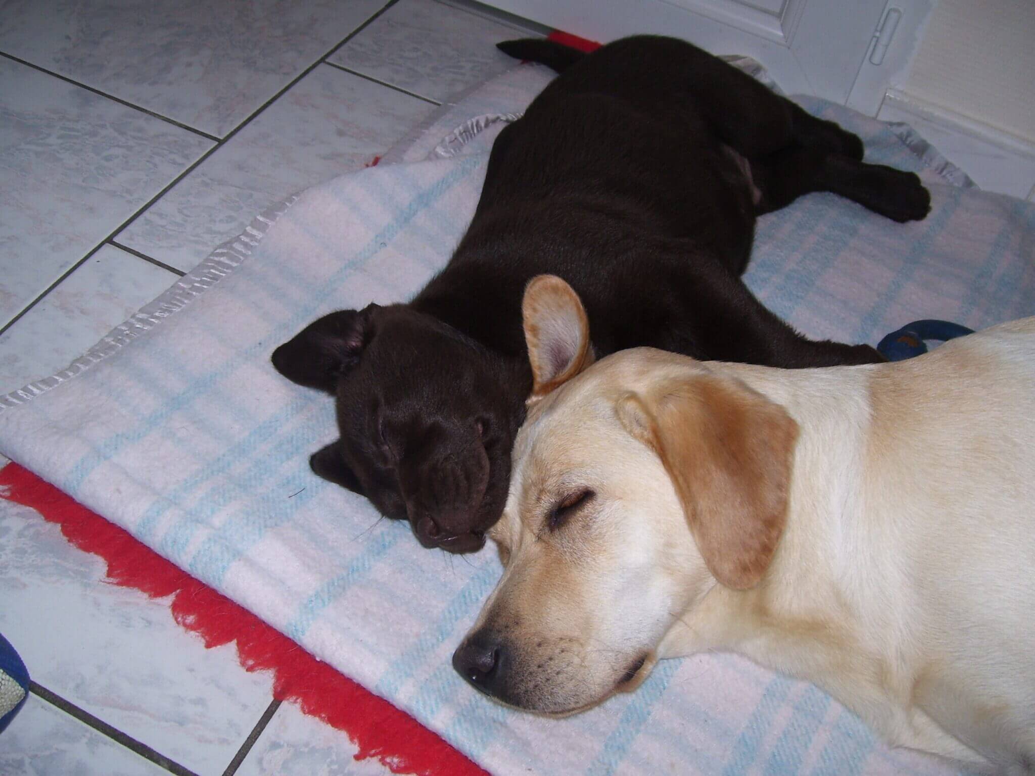 Die Ausbildung zum Assistenzhund AssistenzhundeDeutschland